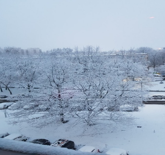 obraz przedstawia zaśnieżone drzewa