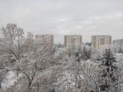 obraz przedstawia zaśnieżone drzewa, a w oddali bloki