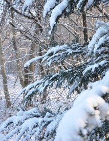 obraz przedstawia drzewo iglaste przykryte śniegiem 