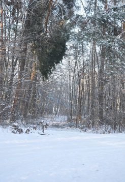 obraz przedstawia polane z drzewami i śnieg