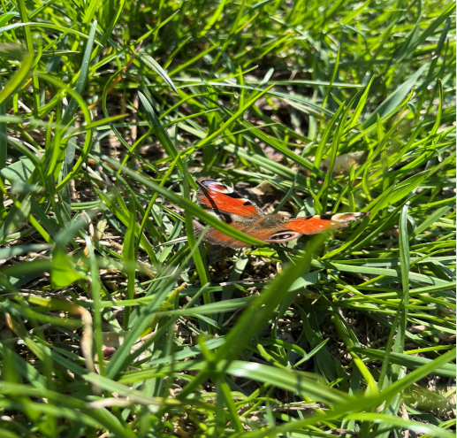 zdjęcie motylka czerwonego na zielonej trawie