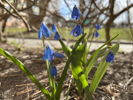 zdjęcie niebieskich kwiatków